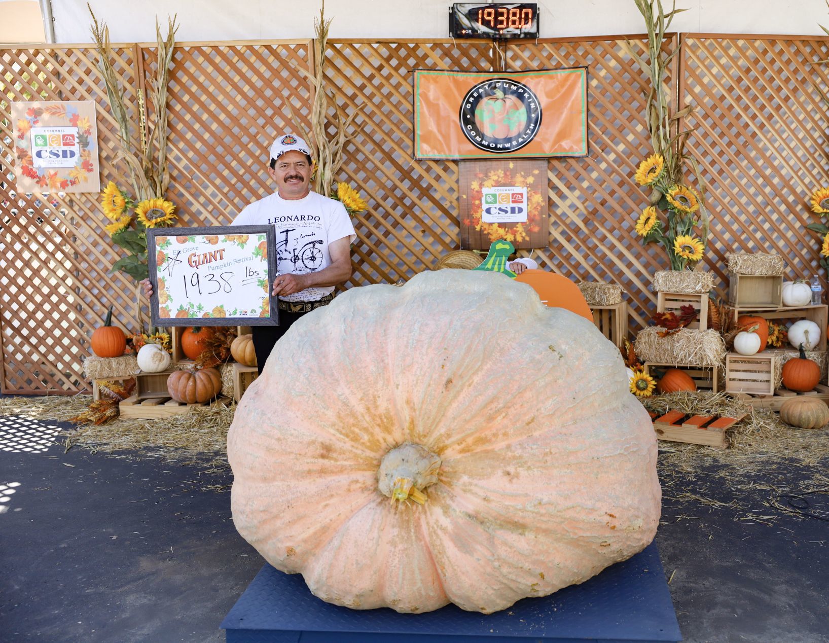 pumpkin Elk Grove